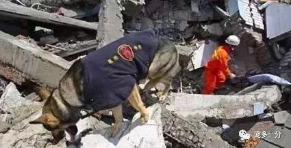 汶川地震67英勇搜救犬，英勇无畏，终成永恒的记忆